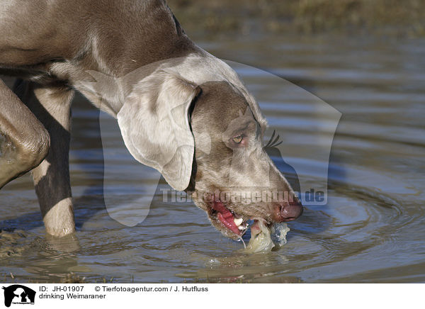 trinkender Weimaraner / drinking Weimaraner / JH-01907