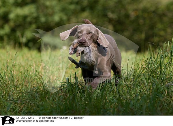 Weimaraner auf Kaninchenjagd / Weimaraner at rabbit hunting / JB-01212