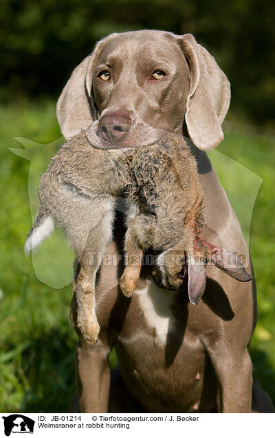 Weimaraner auf Kaninchenjagd / Weimaraner at rabbit hunting / JB-01214