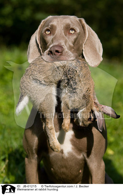 Weimaraner auf Kaninchenjagd / Weimaraner at rabbit hunting / JB-01215