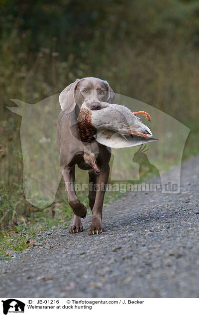 Weimaraner auf Entenjagd / Weimaraner at duck hunting / JB-01216