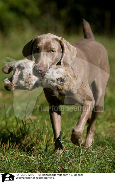 Weimaraner auf Kaninchenjagd / Weimaraner at rabbit hunting / JB-01219