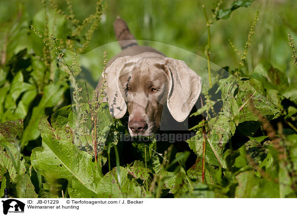 Weimaraner beim Jagdtraining / Weimaraner at hunting / JB-01229