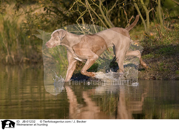 Weimaraner at hunting / JB-01232
