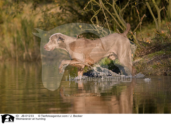Weimaraner at hunting / JB-01233