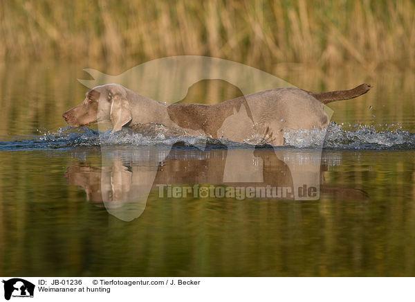 Weimaraner beim Jagdtraining / Weimaraner at hunting / JB-01236