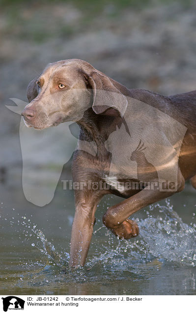 Weimaraner at hunting / JB-01242
