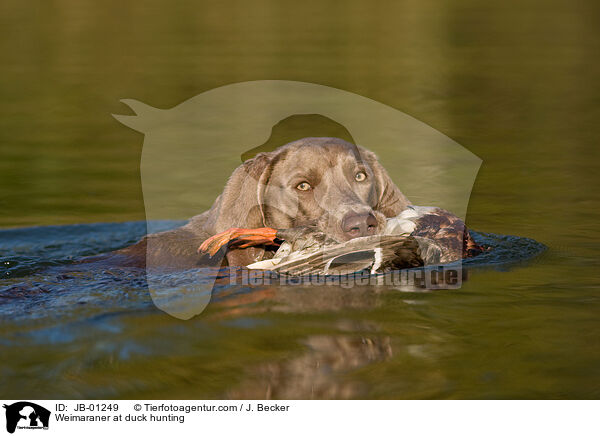 Weimaraner auf Entenjagd / Weimaraner at duck hunting / JB-01249