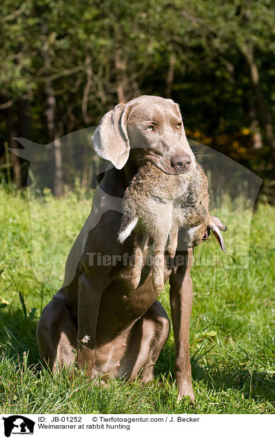 Weimaraner auf Kaninchenjagd / Weimaraner at rabbit hunting / JB-01252