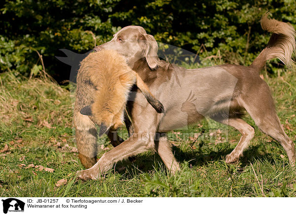Weimaraner auf Fuchsjagd / Weimaraner at fox hunting / JB-01257