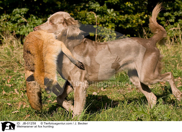 Weimaraner auf Fuchsjagd / Weimaraner at fox hunting / JB-01258