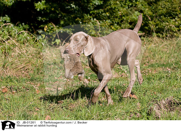 Weimaraner auf Kaninchenjagd / Weimaraner at rabbit hunting / JB-01261