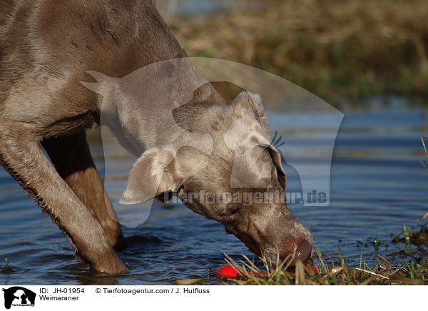 Weimaraner / Weimaraner / JH-01954