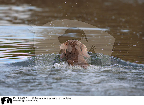 schwimmender Weimaraner / swimming Weimaraner / JH-02021