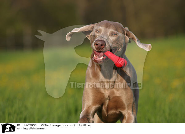 rennender Weimaraner / running Weimaraner / JH-02033