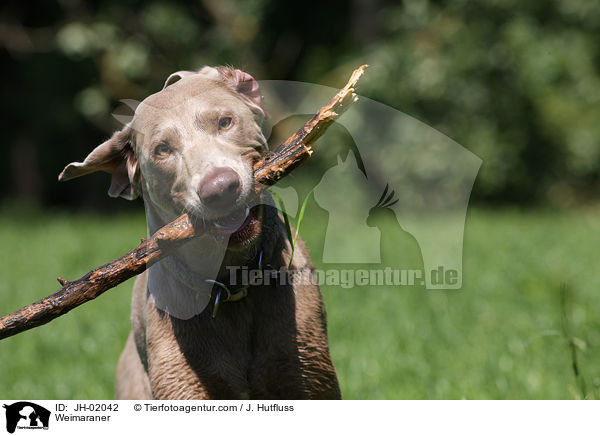 Weimaraner / Weimaraner / JH-02042