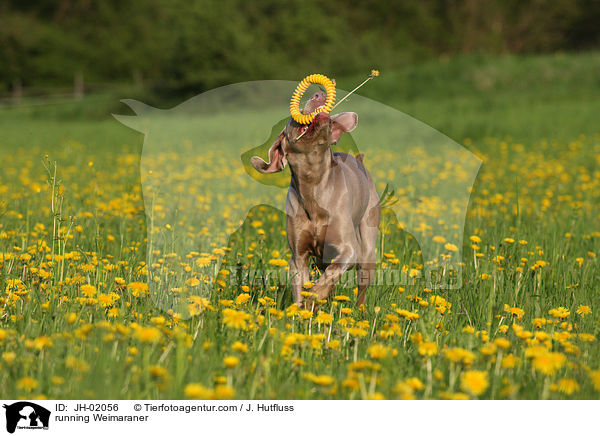 rennender Weimaraner / running Weimaraner / JH-02056