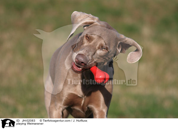 spielender Weimaraner / playing Weimaraner / JH-02083