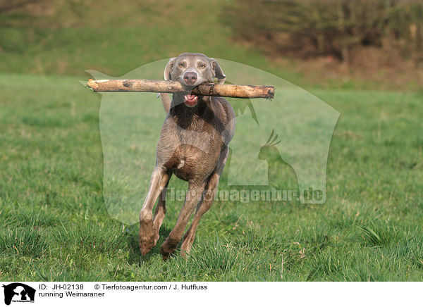 rennender Weimaraner / running Weimaraner / JH-02138