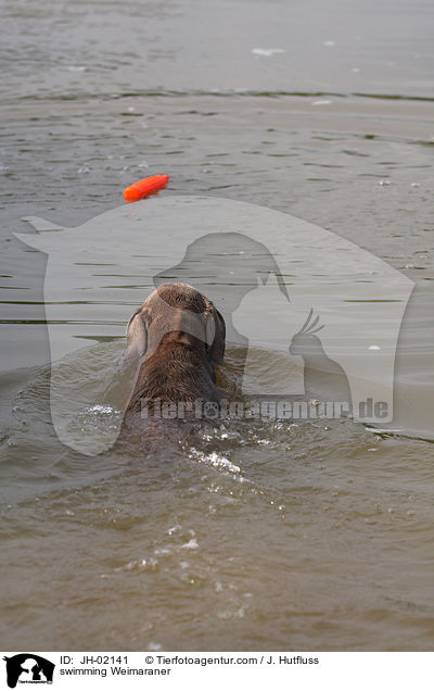 schwimmender Weimaraner / swimming Weimaraner / JH-02141