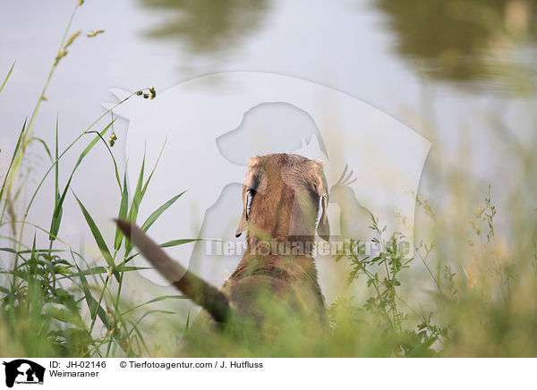 Weimaraner / Weimaraner / JH-02146