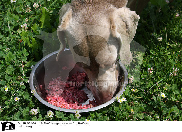 eating dog / JH-02166