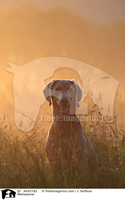 Weimaraner / Weimaraner / JH-02182
