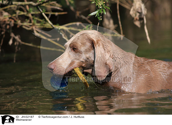 Weimaraner / Weimaraner / JH-02187