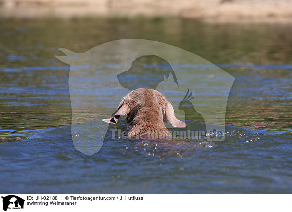schwimmender Weimaraner / swimming Weimaraner / JH-02188