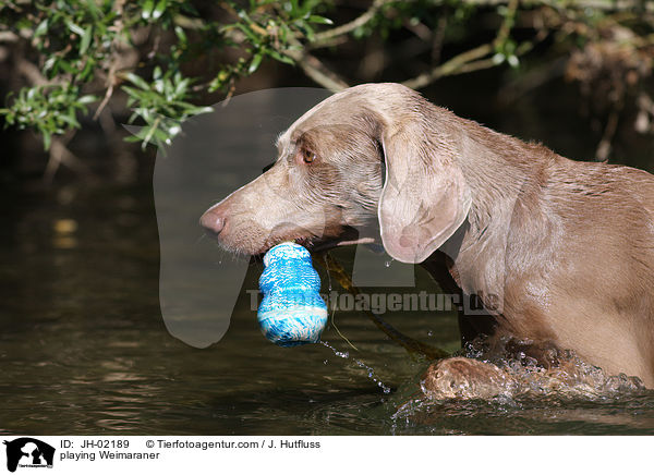 spielender Weimaraner / playing Weimaraner / JH-02189