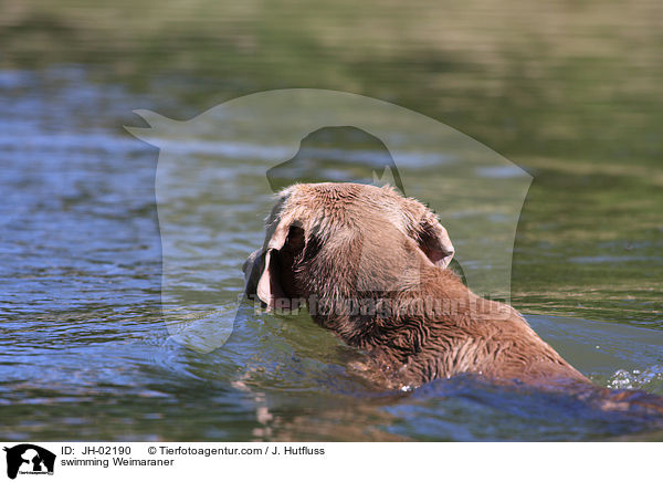 schwimmender Weimaraner / swimming Weimaraner / JH-02190