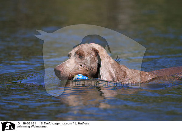 schwimmender Weimaraner / swimming Weimaraner / JH-02191