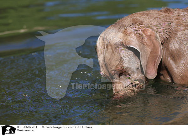 Weimaraner / Weimaraner / JH-02201