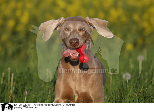 spielender Weimaraner / playing Weimaraner / JH-02240