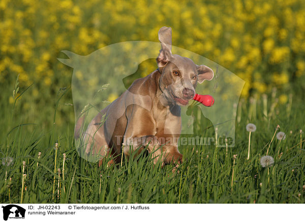 rennender Weimaraner / running Weimaraner / JH-02243
