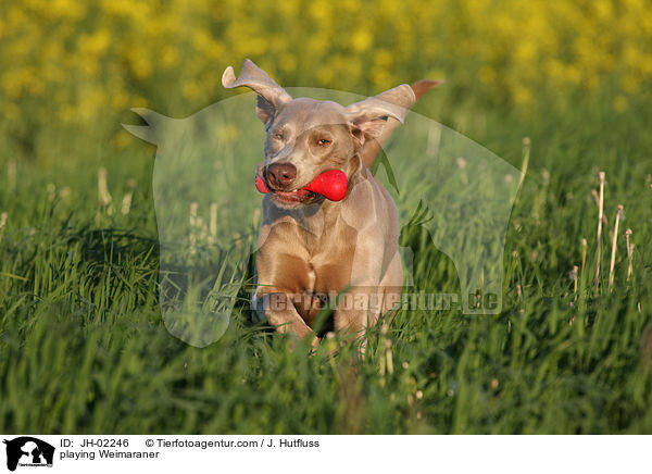 spielender Weimaraner / playing Weimaraner / JH-02246