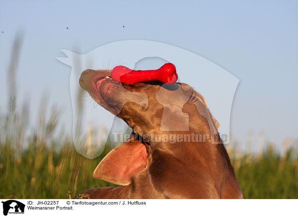 Weimaraner Portrait / Weimaraner Portrait / JH-02257