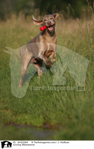 rennender Weimaraner / running Weimaraner / JH-02284