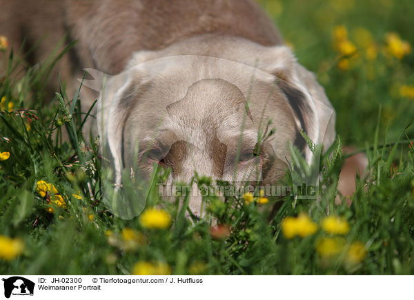 Weimaraner Portrait / Weimaraner Portrait / JH-02300