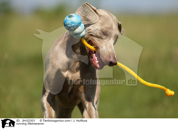 rennender Weimaraner / running Weimaraner / JH-02301