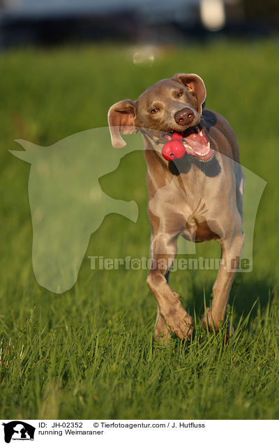 rennender Weimaraner / running Weimaraner / JH-02352