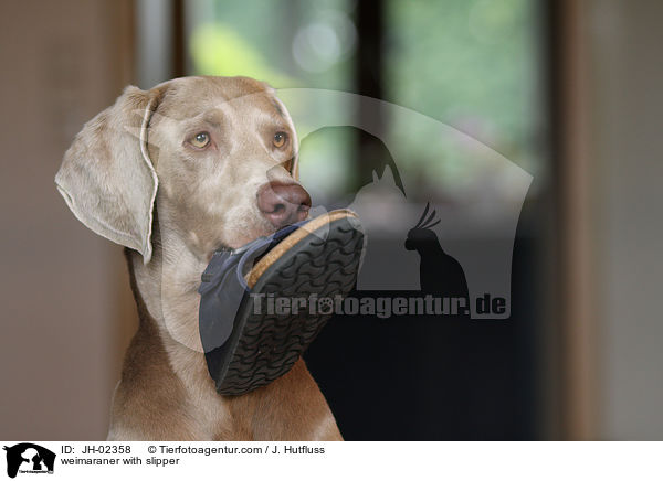 Weimaraner mit Pantoffel / weimaraner with slipper / JH-02358