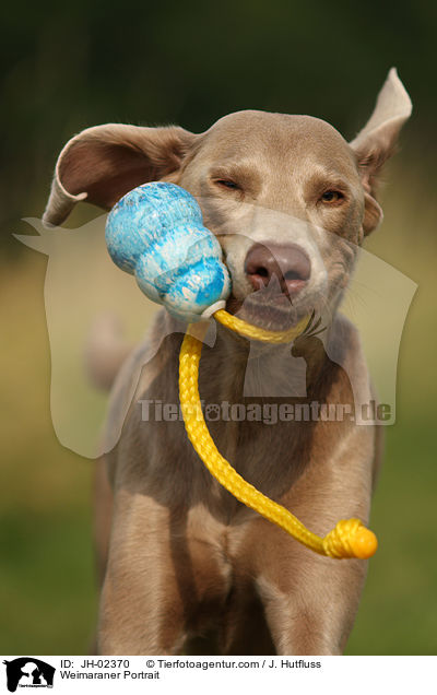 Weimaraner Portrait / Weimaraner Portrait / JH-02370