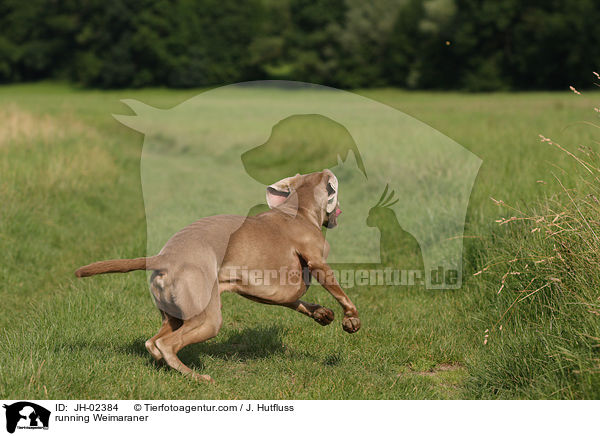 rennender Weimaraner / running Weimaraner / JH-02384