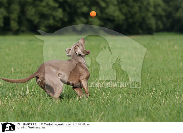 rennender Weimaraner / running Weimaraner / JH-02773