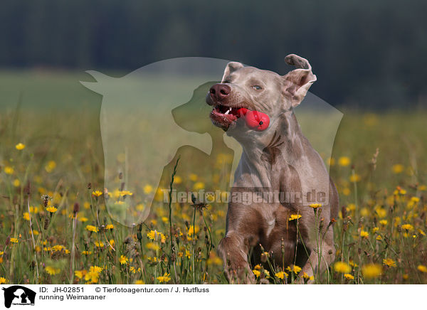 rennender Weimaraner / running Weimaraner / JH-02851