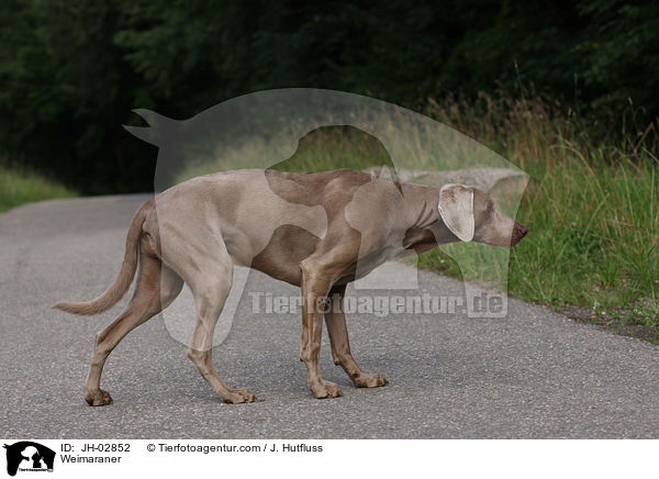 Weimaraner / Weimaraner / JH-02852