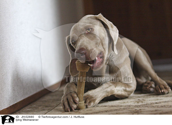 liegender Weimaraner / lying Weimaraner / JH-02880