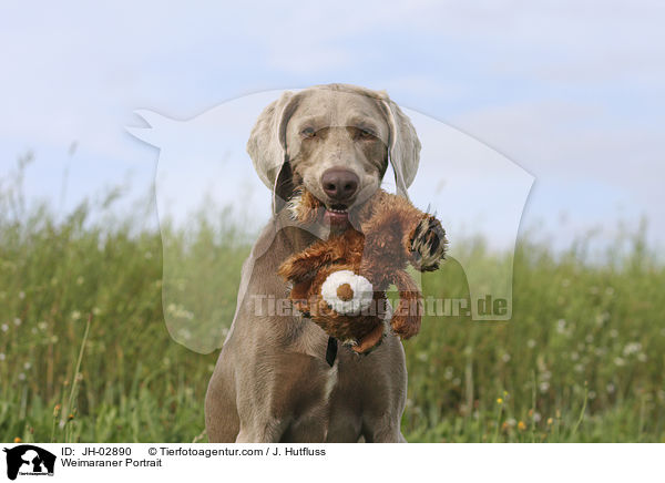 Weimaraner Portrait / Weimaraner Portrait / JH-02890