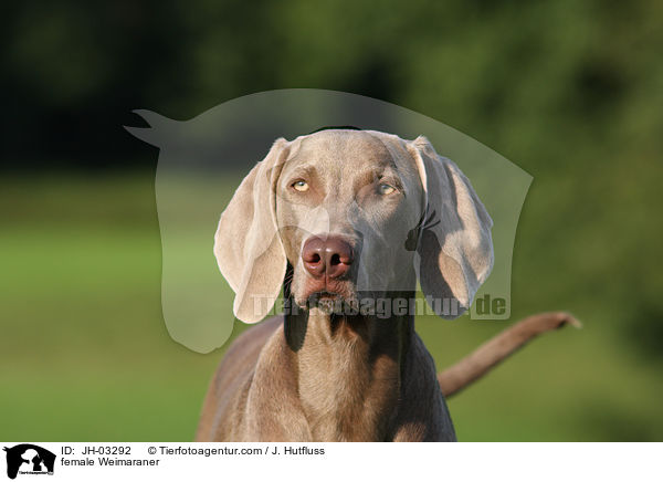 Weimaraner Hndin / female Weimaraner / JH-03292